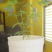 Eastern Division Personnel Conduct Successful Operations on Ambergris Caye