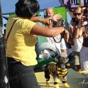 Saga Humane Society 9th Annual Halloween Party