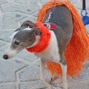 Saga Humane Society 9th Annual Halloween Party