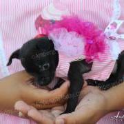 Saga Humane Society 9th Annual Halloween Party