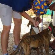 Saga Humane Society Addresses Over Population of Dogs