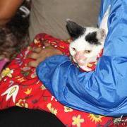 Saga Humane Society Addresses Over Population of Dogs