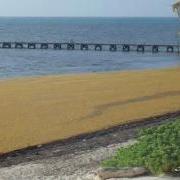 Where’s the Beach? – Sargassum Problems!