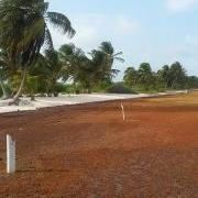 Where’s the Beach? – Sargassum Problems!