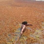 Where’s the Beach? – Sargassum Problems!