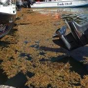 Where’s the Beach? – Sargassum Problems!