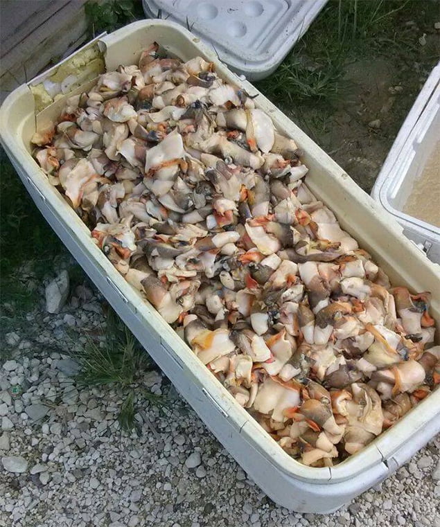 Fishermen Caught with Out-of-Season Conch on Long Caye, Lighthouse Reef Atoll 1 Fishermen Caught with Out-of-Season Conch on Long Caye, Lighthouse Reef Atoll