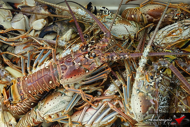  Lobster Season 2018 Officially Open