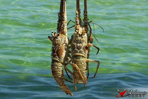 I'm Ready for Lobster Season! 8 Lobster Fishing