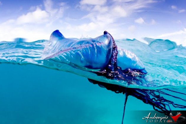 Man of War Children Pranks in the Old Days of San Pedro
