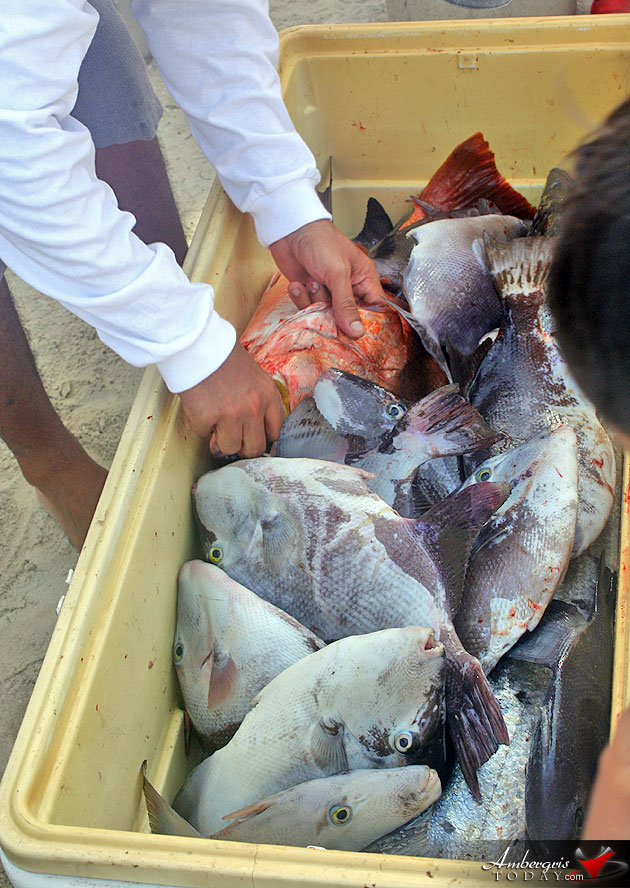 Belize Sets New Laws for Commercial Fishing, Moving to Managed and Sustainable Practices Belize Sets New Laws for Commercial Fishing, Moving to Managed and Sustainable Practices