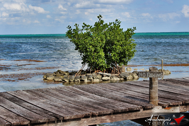 Resident Couple Sees Results of Mangrove Reforestation in Ambergris Caye