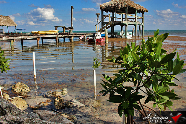 Resident Couple Sees Results of Mangrove Reforestation in Ambergris Caye