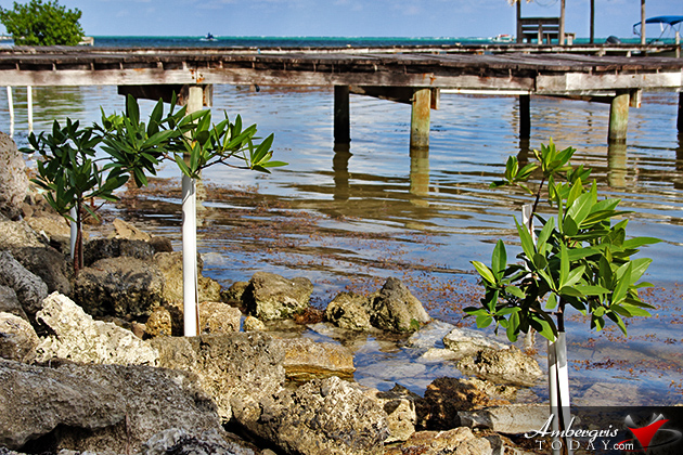 Resident Couple Sees Results of Mangrove Reforestation in Ambergris Caye