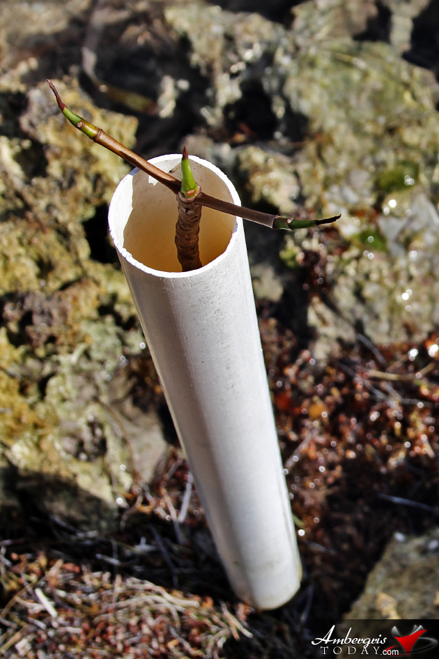 Resident Couple Sees Results of Mangrove Reforestation in Ambergris Caye