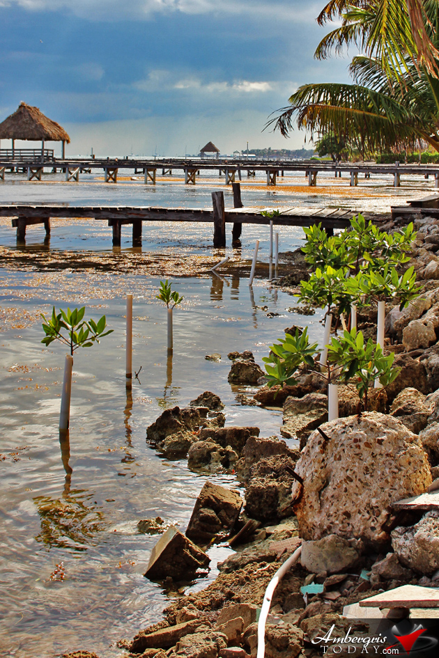 Resident Couple Sees Results of Mangrove Reforestation in Ambergris Caye