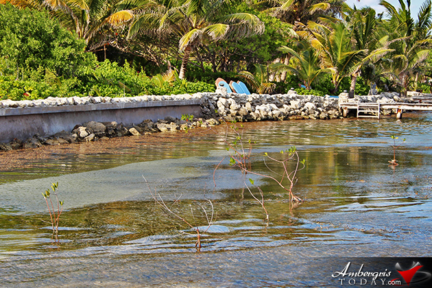 Resident Couple Sees Results of Mangrove Reforestation in Ambergris Caye