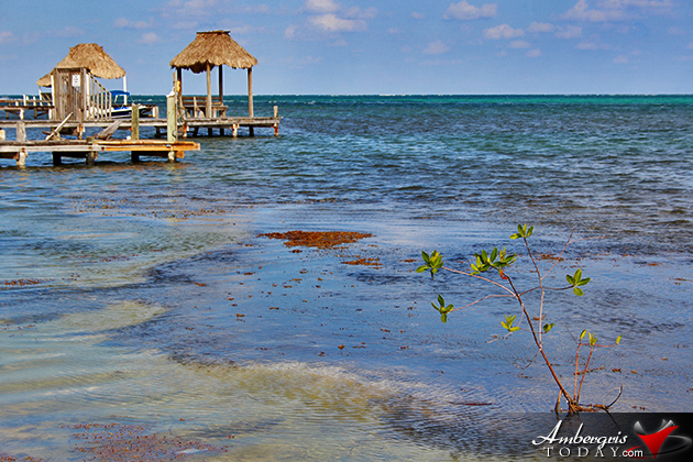 Resident Couple Sees Results of Mangrove Reforestation in Ambergris Caye