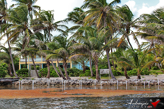 Resident Couple Sees Results of Mangrove Reforestation in Ambergris Caye