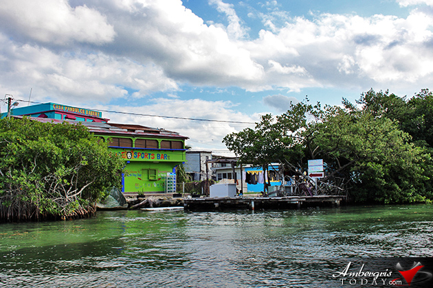 Resident Couple Sees Results of Mangrove Reforestation in Ambergris Caye