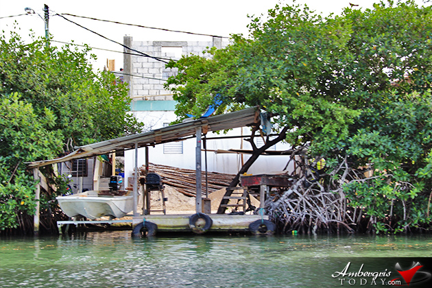 Resident Couple Sees Results of Mangrove Reforestation in Ambergris Caye