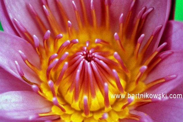 Mary Bartnikowski Photography