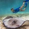 Kate Swims with large healthy stingrays at Hol Chan Marin Reserve's Shark Ray Alley! Kate Walsh Visits Belize