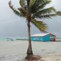 coconut trees along the beach are in danger of toppling over Never Underestimate a Small Tropical Depression, Belize Drenched