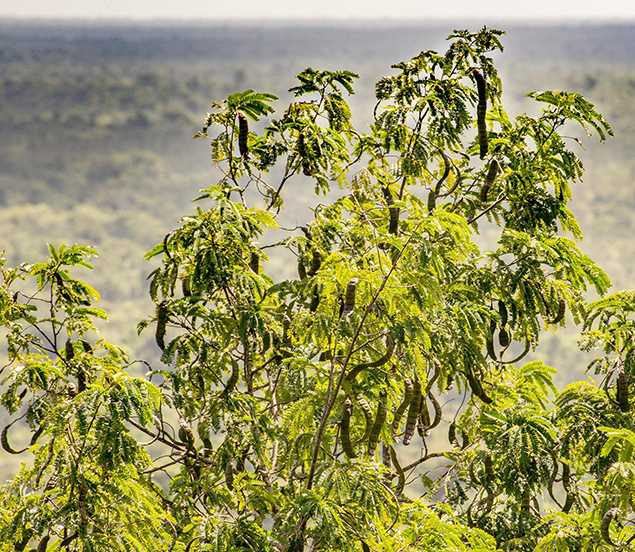 New Tree Species Discovered in Toledo, Belize 