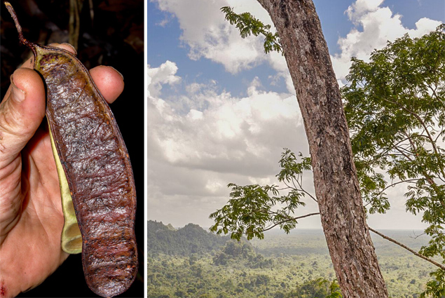 New Tree Species Discovered in Toledo, Belize 