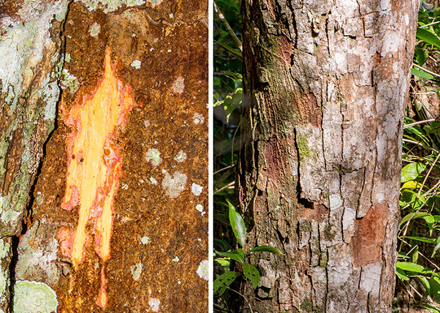 New Tree Species Discovered in Toledo, Belize 