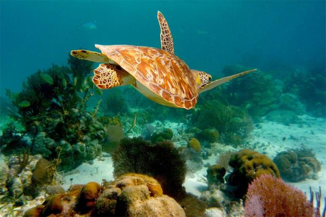 Belize Expands the Size of its Marine Protected Areas