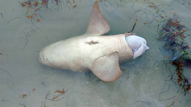 Hol Chan Reports Senseless (Illegal) Killing of Nurse Shark 1 Hol Chan Reports Senseless (Illegal) Killing of Nurse Shark