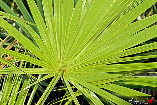 Making Your Own Homemade Palmetto Broom Making Your Own Homemade Palmetto Broom