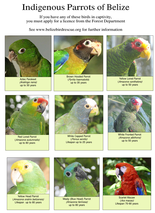 Pet Parrot Inspection/Registration in San Pedro
