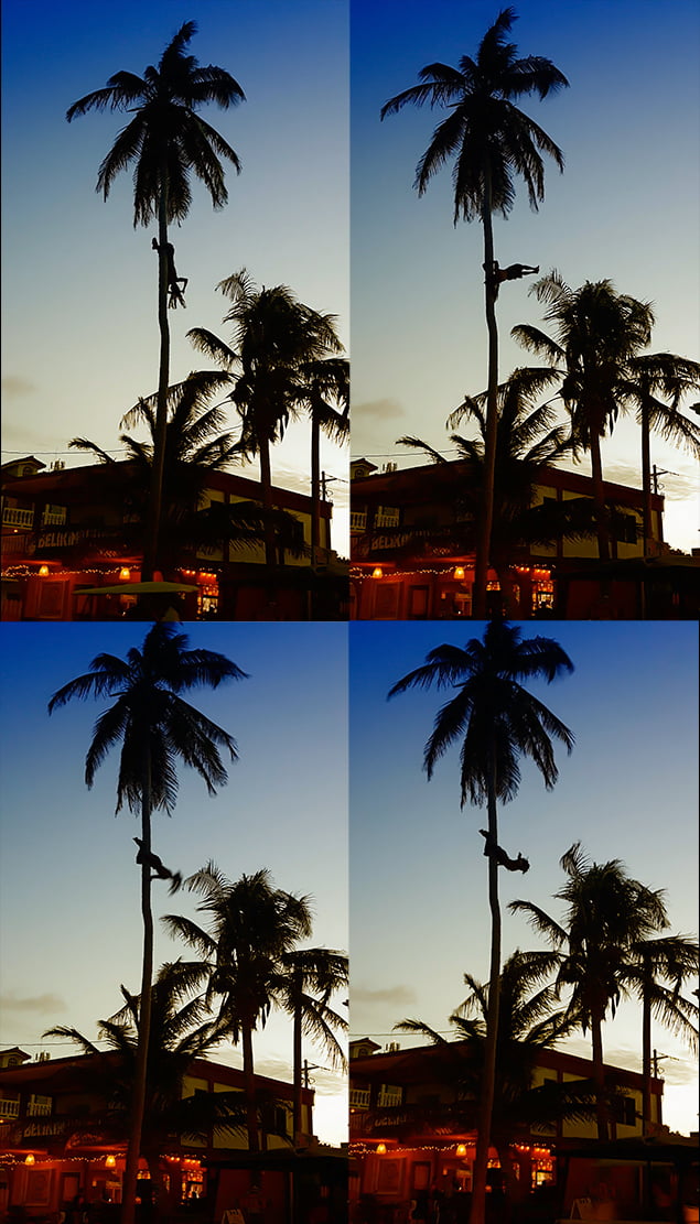 Just Hanging Around on Ambergris Caye, Coconut Leo, Tree Climber