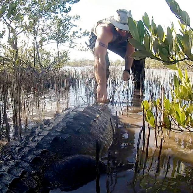 ACES Crocodile Hunter Chris Summers