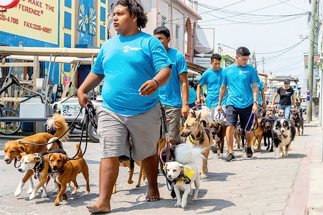 Pampered Paws Dog Grooming and Training Services