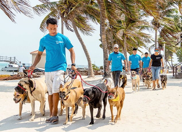 Pampered Paws Dog Grooming and Training Services