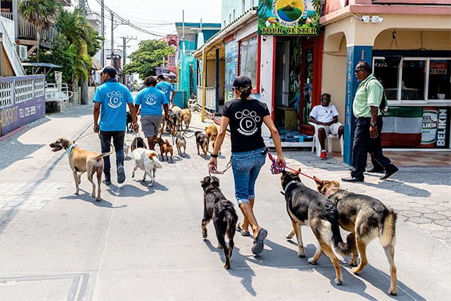 Pampered Paws Dog Grooming and Training Services