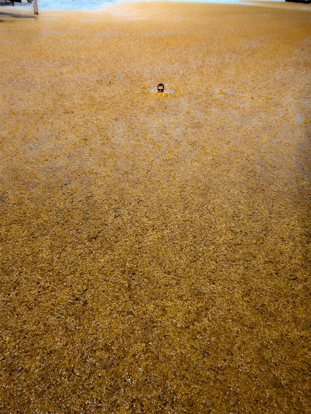 Sargasso Hide and Seek 1 Sargassum rolls into San Pedro, Ambergris Caye, Belize