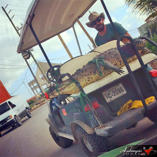 Island Life - Crocodile Goes on Golf Cart Ride, Chris Summers