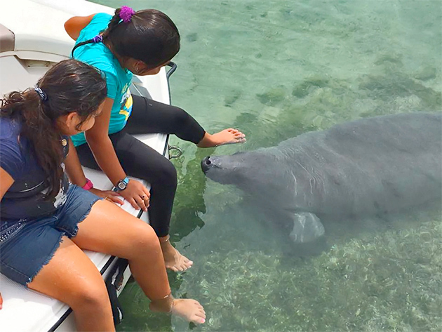 Daniel The Orphan Manatee Visits from Chetumal, Mexico