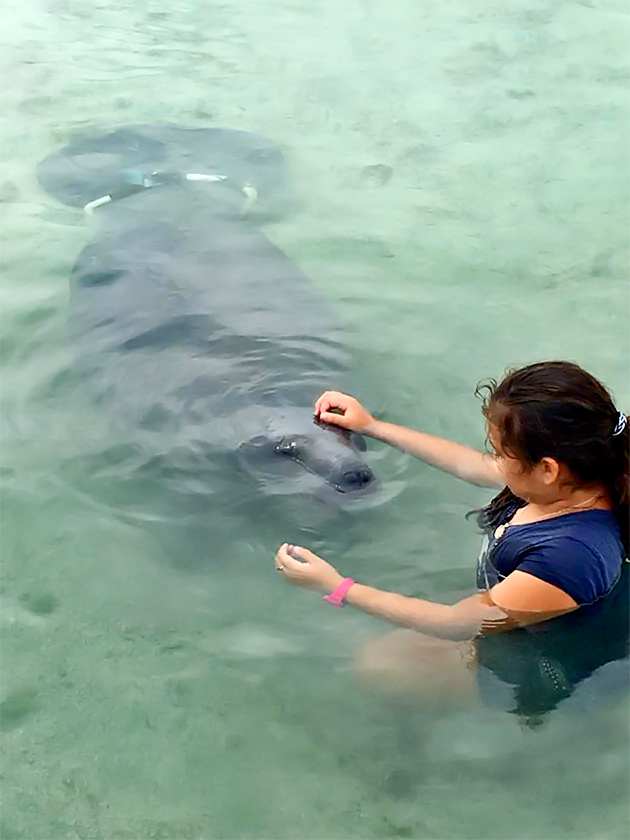 Daniel The Orphan Manatee Visits from Chetumal, Mexico
