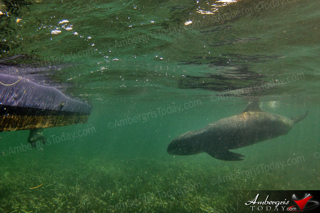 Authorities Assist Stranded Juvenile Pilot Whale in San Pedro, Ambergris Caye, Belize