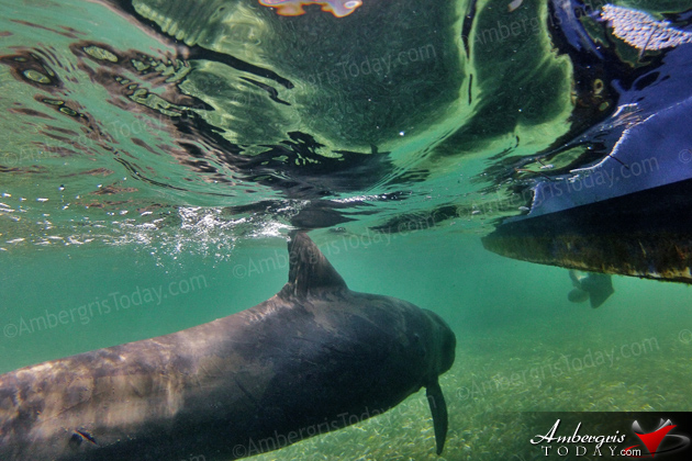 Authorities Assist Stranded Juvenile Pilot Whale in San Pedro, Ambergris Caye, Belize