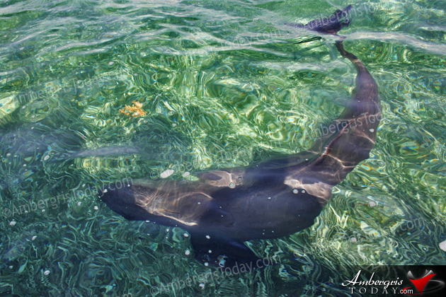 Authorities Assist Stranded Juvenile Pilot Whale in San Pedro, Ambergris Caye, Belize