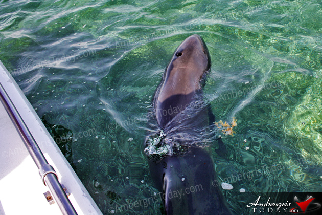Authorities Assist Stranded Juvenile Pilot Whale in San Pedro, Ambergris Caye, Belize