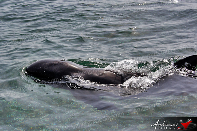 Authorities Assist Stranded Juvenile Pilot Whale in San Pedro, Ambergris Caye, Belize