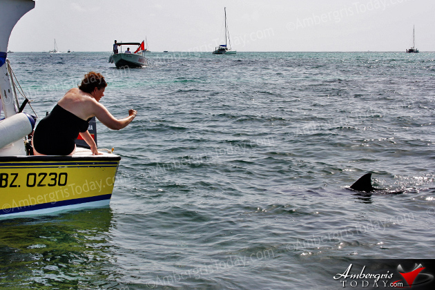 Authorities Assist Stranded Juvenile Pilot Whale in San Pedro, Ambergris Caye, Belize